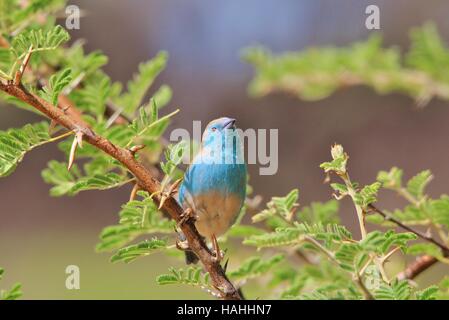 Blue Waxbill - Oiseaux sauvages de l'Afrique de l'arrière-plan coloré - perchaude de la beauté parmi les épines Banque D'Images