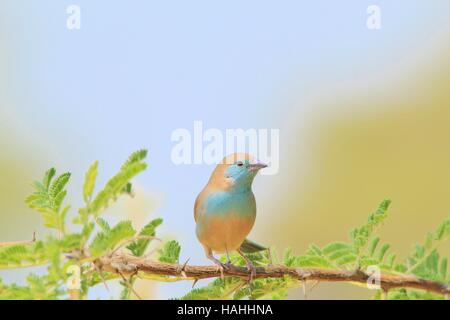 Blue Waxbill Africaine - Oiseaux sauvages - fond coloré couleurs perché et la beauté Banque D'Images