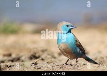 Blue Waxbill colorés de l'Afrique - Contexte - Oiseaux sauvages posent de beauté simpliste et couleur Banque D'Images