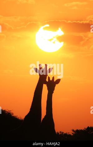 Contexte - Girafe - Silhouettes de la faune africaine Banque D'Images