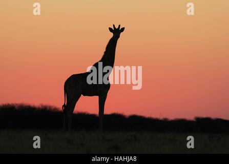 Contexte - Giraffe Silhouettes de la faune africaine - rose et rouge dans la nature Banque D'Images