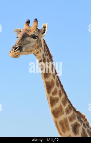 Girafe - L'arrière-plan de la faune africaine - vache de la posture et de la Beauté Banque D'Images