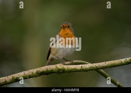 Le chant des oiseaux mâles de ash tree branch. Banque D'Images