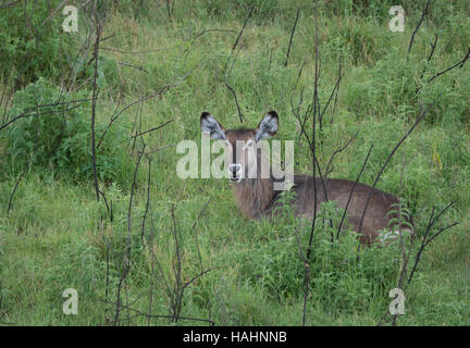 Cobe commune en Parc National d'Arusha, Tanzanie Banque D'Images