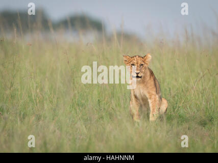 Lion Cub facilite le contact direct avec les yeux dans l'herbe haute Banque D'Images