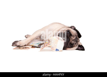 Le PUG dog puppy de jouer avec de l'argent, euro Banque D'Images