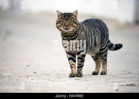 Stray Cat looking at camera sur la rue. Banque D'Images