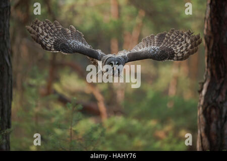 Chouette lapone Strix nebulosa / Bartkauz ( ) en vol, les ailes grandes ouvertes, l'envergure, à travers les bois de conifères. Banque D'Images