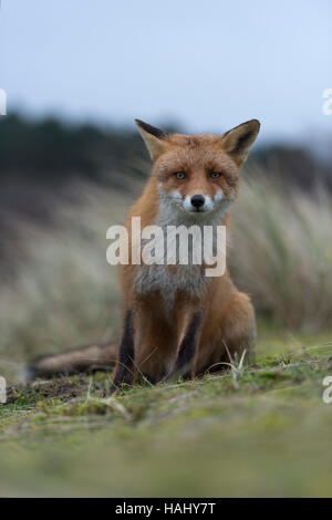 Red Fox / Rotfuchs ( Vulpes vulpes ) assis sur ses pattes, a porté sur quelque chose en face de lui, regardant curieux, drôle, vue frontale. Banque D'Images