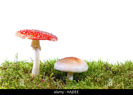 Les champignons dans la mousse Banque D'Images