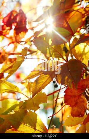 Autumn Leaf Banque D'Images