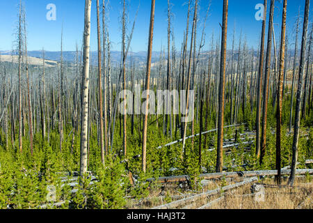 La régénération des arbres qui a brûlé dans les incendies de forêt, près de Dunraven Pass, Parc National de Yellowstone, Wyoming, USA Banque D'Images