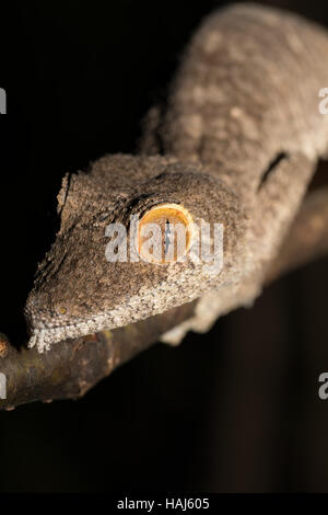 Giant gecko à queue de feuille, Uroplatus fimbriatus, l'Ankarana Réserve spéciale dans le nord de Madagascar. Animaux endémiques, espèces sauvages de Madagascar, photo nocturne Banque D'Images