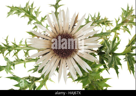 Carline acaule (Carlina acaulis fleur Chardon) Banque D'Images