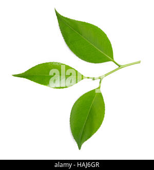 Plateau brin isolé sur fond blanc Banque D'Images