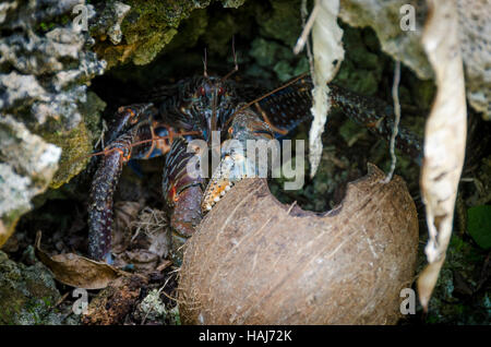 Uga, crabe de cocotier, Talava, Niue, le Pacifique Sud, l'Océanie Banque D'Images