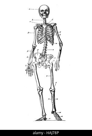 Squelette humain anatomie permanent, gravure XIX siècle Banque D'Images