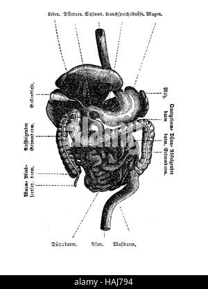 Anatomie, organes de la cavité abdominale, gravure XIX siècle table Banque D'Images