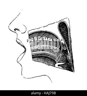 L'anatomie humaine, de la cavité orale tableau gravure XIX siècle Banque D'Images