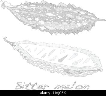 Le melon amer vector isolé sur fond blanc Illustration de Vecteur