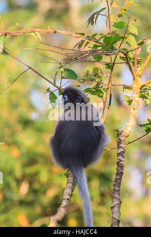 Langur sombre assis sur la branche d'arbre en forêt profonde Banque D'Images