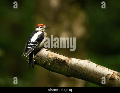 Pic d'hommes assis sur un vieux log in a forest Banque D'Images