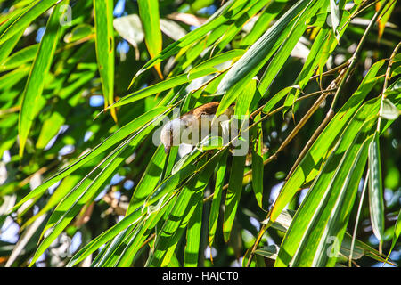 Capuche blanche Gampsorhynchus rufulus (oiseau discoureur) en forêt Banque D'Images