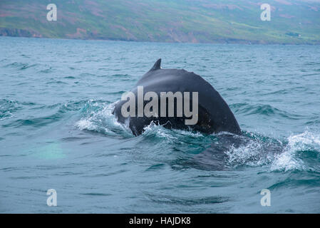 Plongée sous-marine des baleines à akureyri Islande flord Banque D'Images