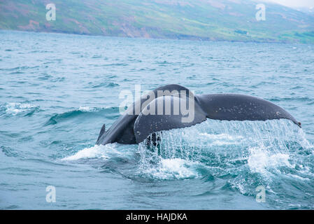 Plongée sous-marine des baleines à akureyri Islande flord Banque D'Images