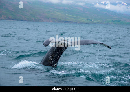 Plongée sous-marine des baleines à akureyri Islande flord Banque D'Images