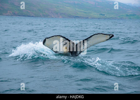 Plongée sous-marine des baleines à akureyri Islande flord Banque D'Images