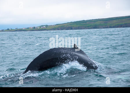 Plongée sous-marine des baleines à akureyri Islande flord Banque D'Images