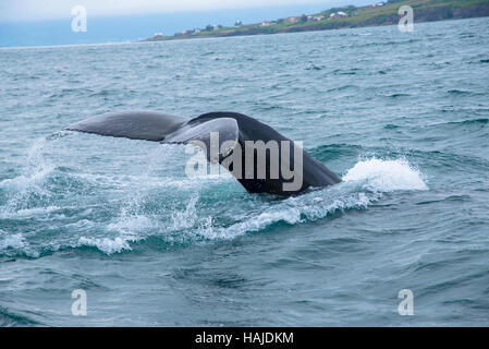 Plongée sous-marine des baleines à akureyri Islande flord Banque D'Images