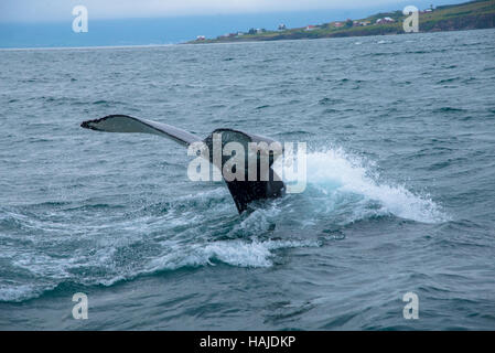 Plongée sous-marine des baleines à akureyri Islande flord Banque D'Images