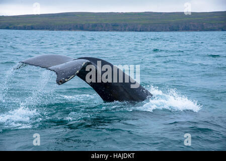 Plongée sous-marine des baleines à akureyri Islande flord Banque D'Images