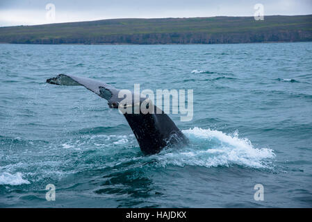 Plongée sous-marine des baleines à akureyri Islande flord Banque D'Images