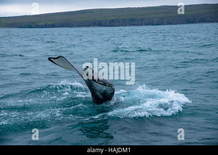 Plongée sous-marine des baleines à akureyri Islande flord Banque D'Images