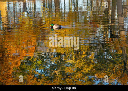 Anus platyrhyncha Mallard Drake et réflexions d'automne Banque D'Images