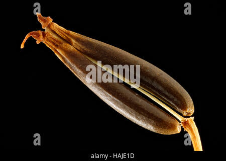 Anthriscus sylvestris, vache pasley, Wiesen-Curbel, semences, Close up, le calibre des semences 7 mm Banque D'Images