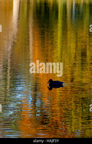 Mallard Anus platyrhyncha nageant à travers les réflexions d'automne les arbres de chêne Banque D'Images