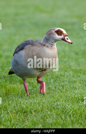 Egyptian goose (Alopechen aegyptiacus). Son plumage d'adulte. Broadland Norfolk. L'Angleterre. UK Banque D'Images