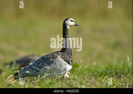 La Bernache nonnette (Branta leucopsis) sur regarder dans l'herbe avec un fond vert flou artistique Banque D'Images