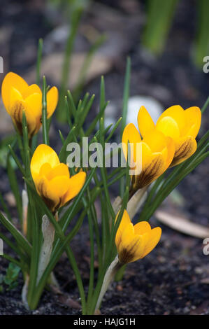 Fleurs crocus jaune vif, Croci Libre, crocus, thème printemps détaillées Banque D'Images