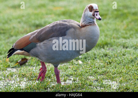Egyptian goose (Alopochen aegyptiacus). Son plumage d'adulte. Potter Heigham. Norfolk Broads. Broadland. L'East Anglia. UK. Banque D'Images