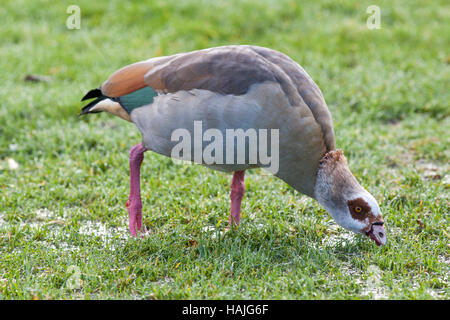 Egyptian goose (Alopochen aegyptiacus). Son plumage d'adulte. L'alimentation du filtre, de l'eau peu profonde. Potter Heigham. Norfolk Broads. UK Banque D'Images