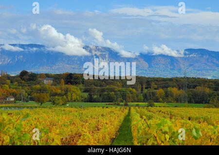 Vignoble d'automne près de Genève en Suisse à la recherche à l'échelle du Salève vallée du Rhône. Banque D'Images