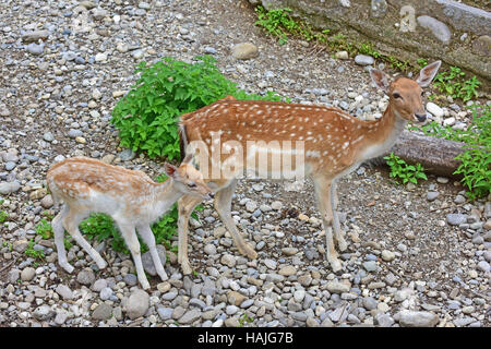 Biche et faon le daim (Dama dama) debout, en terrain rocheux. Banque D'Images