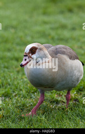 Egyptian goose (Alopochen aegyptiacus). Son plumage d'adulte. Potter Heigham. Norfolk Broads. Broadland. L'East Anglia. UK. Banque D'Images