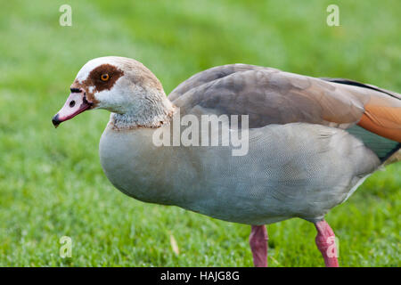 Egyptian goose (Alopochen aegyptiacus). Son plumage d'adulte. Potter Heigham. Norfolk Broads. Broadland. L'East Anglia. UK. Banque D'Images