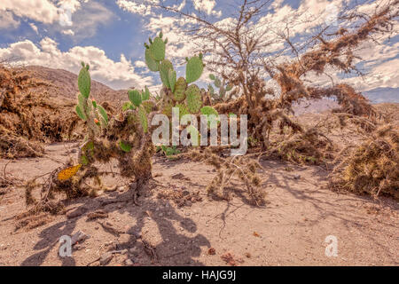 Paysage désertique avec cactus géant et ciel bleu, Equateur, Amérique du Sud Banque D'Images